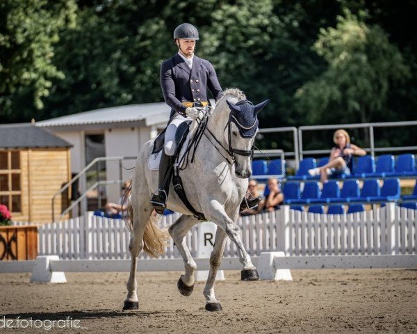 dressage horse Claretto 3 (Holsteiner, 2011, from Clarimo Ask)