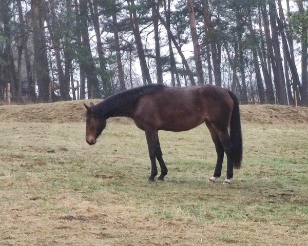 jumper SR-Coca Cola (Hanoverian, 2022, from Grey Top)