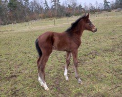 foal by D´Artangan SL (Oldenburg show jumper, 2025, from Dark Dominator)