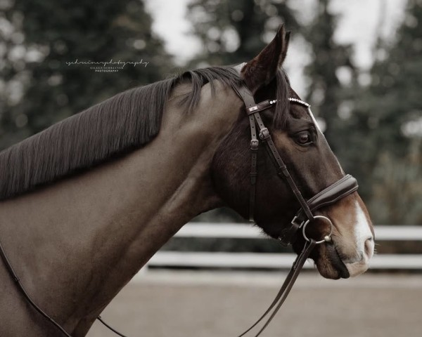 dressage horse Dreamcatcher M (Oldenburg, 2013, from Danone 4)