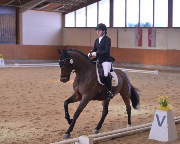 dressage horse John F. Kennedy (Oldenburg, 2012, from Glock's Johnson Tn)