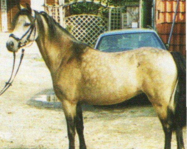 Pferd Grenzland Take Five (Welsh Pony (Sek.B), 1998, von Grenzland Cymro Wyf fi)