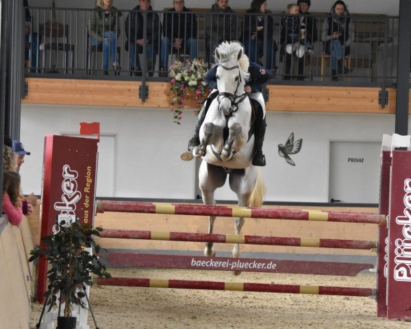 jumper Chapman blue (Hanoverian, 2018, from Chacoon Blue)
