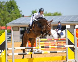 Springpferd Cancarra W (Deutsches Sportpferd, 2016, von Actender)