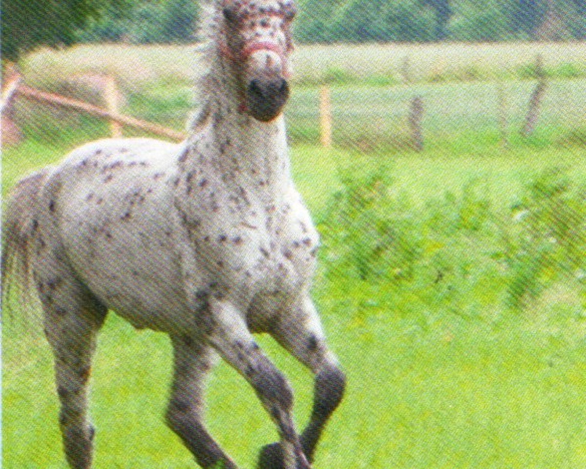 dressage horse Domino (Cruzado-Portugues, 2008, from Duras)
