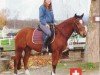 jumper Larette 3 (Freiberger, 2005, from Lasting CH)