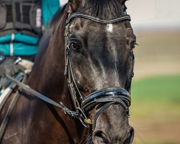 dressage horse Fago Farusch (Oldenburg, 2011, from Florencio I)