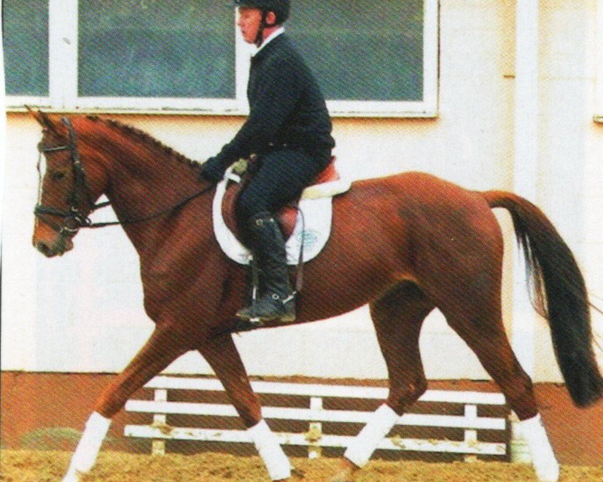 horse Zentos (Mecklenburg, 2006, from Zigeunerheld xx)