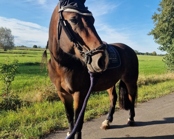 horse Anton (Rhenish-German Cold-Blood, 2015, from Arsenal)