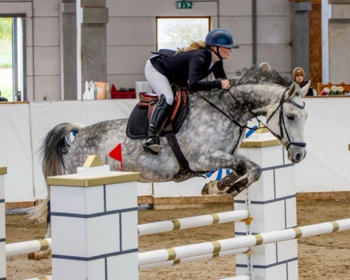jumper Calypso's Courage (German Sport Horse, 2016, from Ciacomini)
