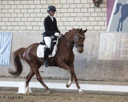 dressage horse So Fine 7 (Westphalian, 2020, from Selectric)