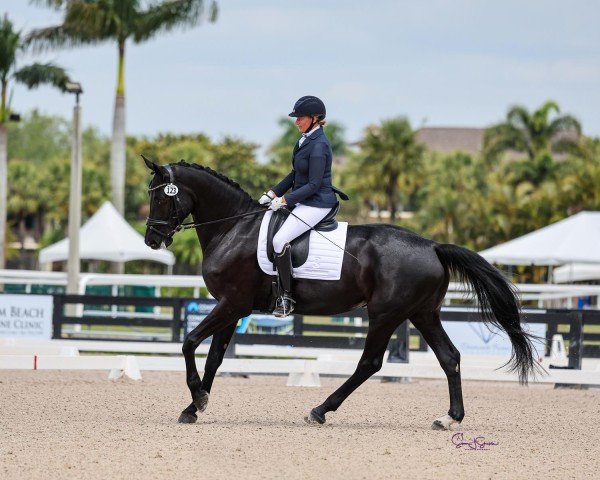 dressage horse Lilou He (Hanoverian, 2018, from Libertad FRH)