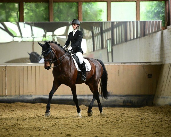 dressage horse Lady Loxley 7 (Hanoverian, 2006, from Lord Loxley I)