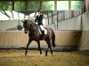 dressage horse Lady Loxley 7 (Hanoverian, 2006, from Lord Loxley I)