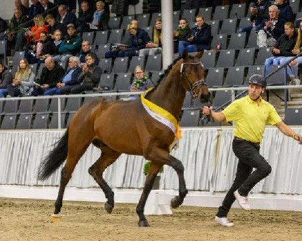 stallion Hengst von Bon Courage / Lauries Crusador xx (Hanoverian, 2020, from Bon Courage 4)