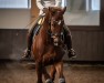 Dressurpferd Finnley S (Westfale, 2010, von Fleury)