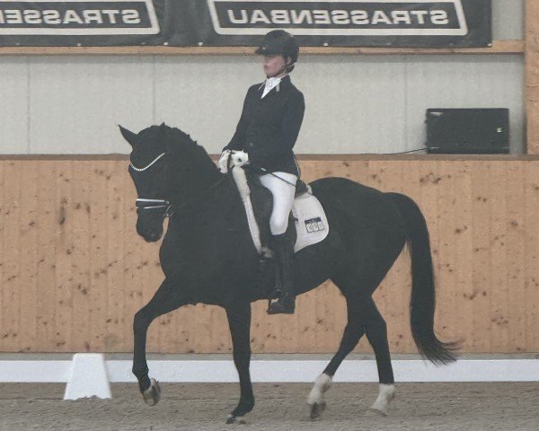 dressage horse Gill Flanell (Oldenburg, 2015, from Grey Flanell)