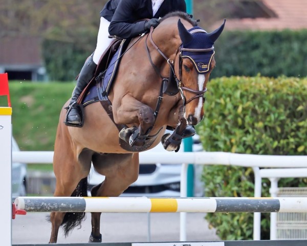 jumper Clakson Z (Zangersheide riding horse, 2018, from Clicksem)