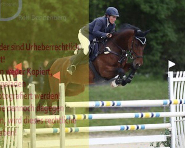 broodmare Debelina (German Sport Horse, 2011, from Monte Bellini)