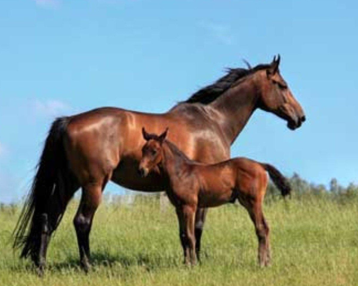 broodmare Canstakkia (Hanoverian, 2008, from Canturo)