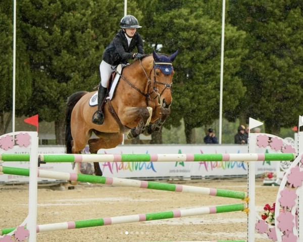 jumper Keanette B. (KWPN (Royal Dutch Sporthorse), 2015, from Tangelo van de Zuuthoeve)