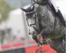 jumper New Light (KWPN (Royal Dutch Sporthorse), 2018, from Emir R)