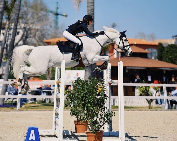 jumper Leoncaballo 2 (Saxony-Anhaltiner, 2002, from Levisto Z)