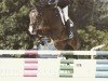 jumper Kasper (Belgian Warmblood, 2006, from Kantje's Ronaldo)