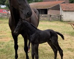 Springpferd Quintus von Lünzum (Westfale, 2021, von Querido Vg)