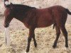 horse Habil 2 (Pura Raza Espanola (PRE), 2004, from Templaor)
