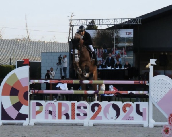 jumper Cannavaro Denfer (Luxembourg horse, 2016, from Canabis Z)
