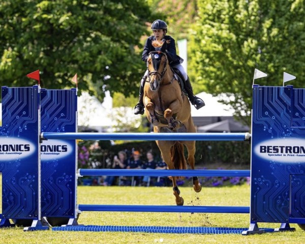 jumper Darwin DDL (KWPN (Royal Dutch Sporthorse), 2008, from Quantum)