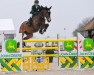 Springpferd Lugaignac des Pouplis (Belgisches Warmblut, 2011, von Broere Atlantic)