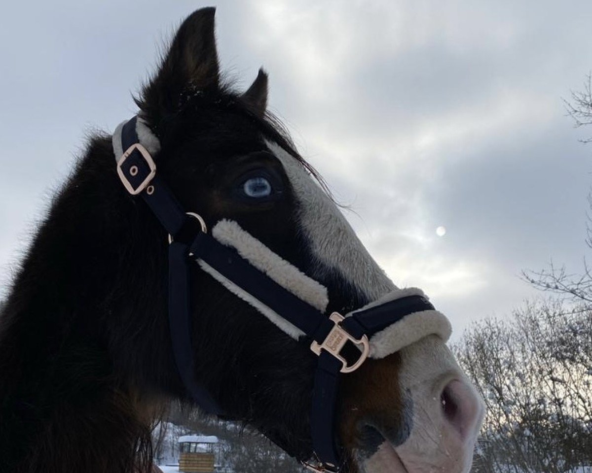 horse Nurejeff C (German Riding Pony, 1998, from Negro)