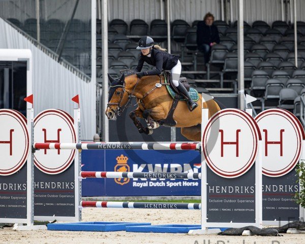 Springpferd Special Lady (KWPN (Niederländisches Warmblut), 2002)