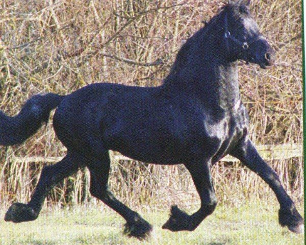 horse Imke (Friese, 2002, from Abe 346)