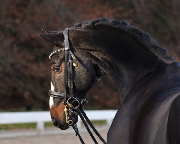 dressage horse Coal Dancer (Oldenburg, 2015, from Coal Diamond)