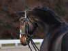 dressage horse Coal Dancer (Oldenburg, 2015, from Coal Diamond)