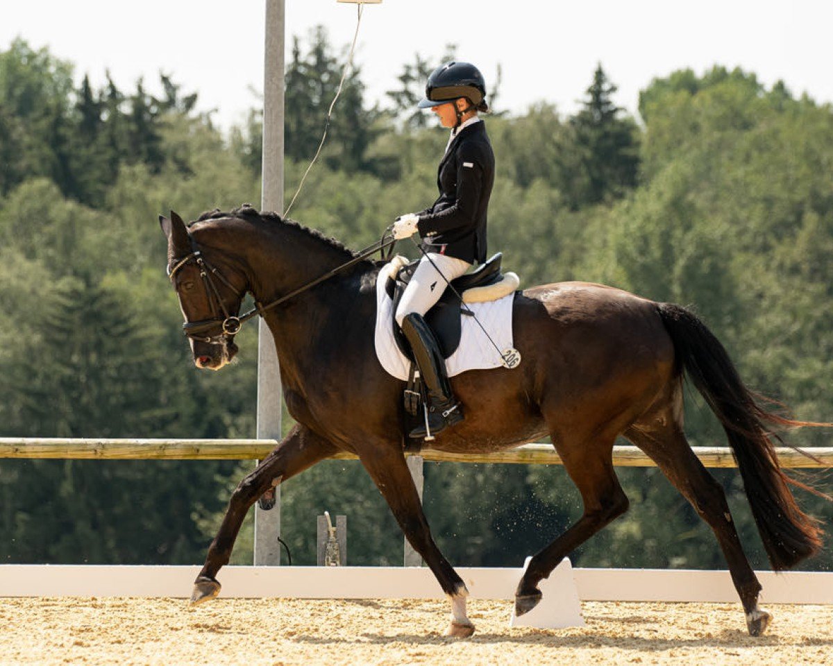 Dressurpferd Emilius 5 (Hannoveraner, 2019, von Escamillo)