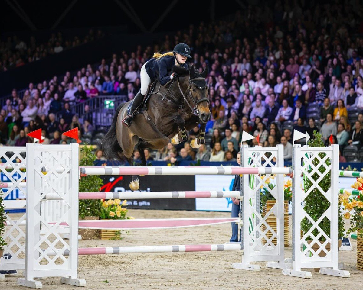 Springpferd Kessel HX (KWPN (Niederländisches Warmblut), 2015, von VDL Cardento 933)