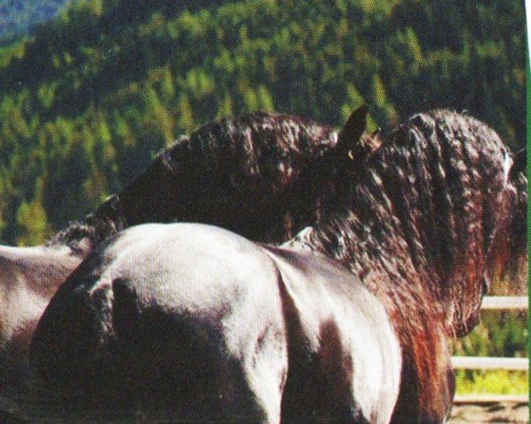 Pferd Antarus (Friese, 2001, von Feitse 293)