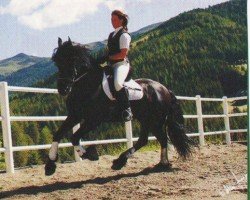 Pferd Rubin (Friese, 1999, von Thomas)