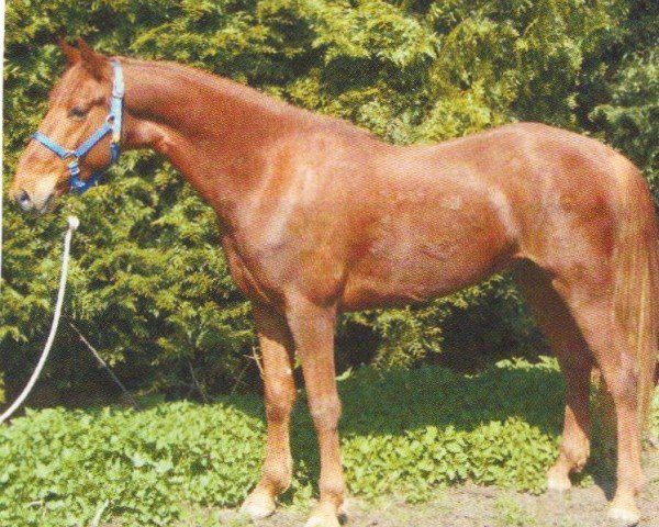 horse Genius City´s Sunnyboy (American Saddlebred Horse, 1999, from Genius Premier Prince)