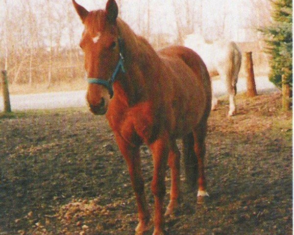 broodmare Stute von Augustinus xx (Hanoverian, 1992, from Augustinus xx)