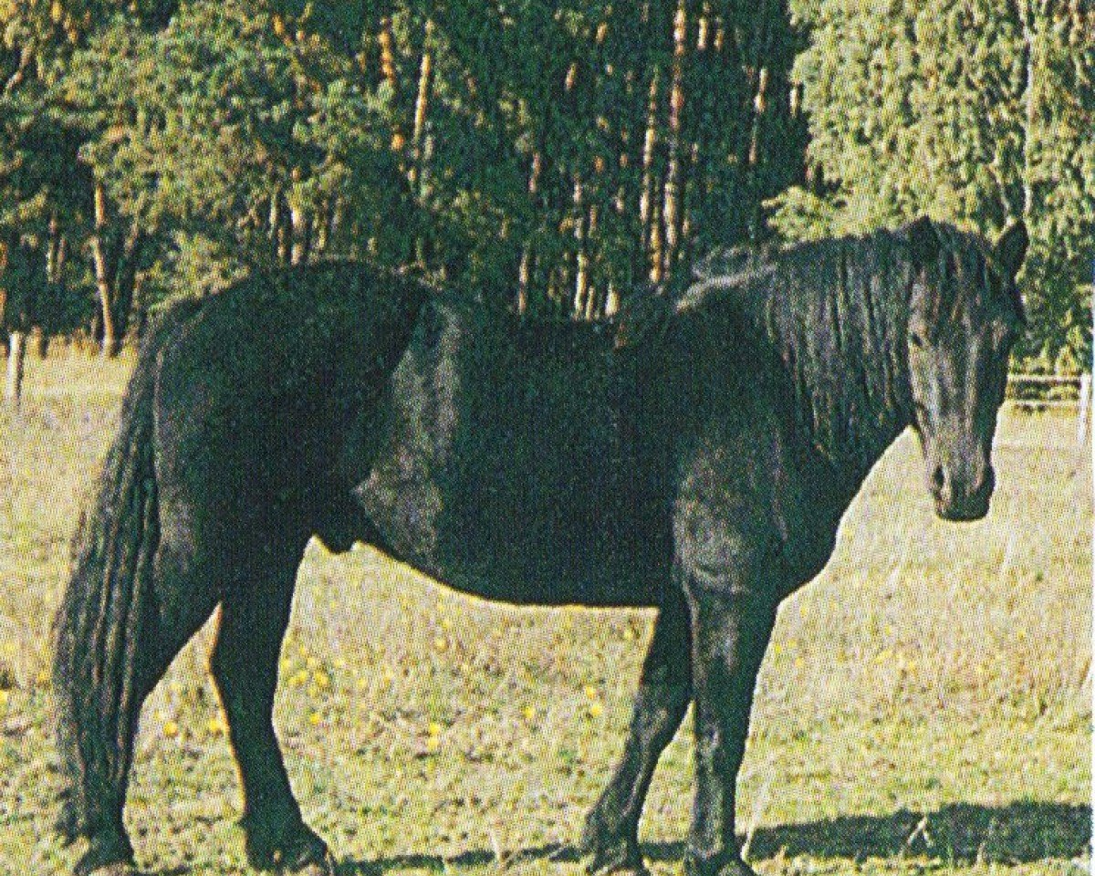 horse Merlin du Trottis (Merenspony, 2000, from Silence de Sie)