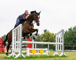 jumper Charmeur 402 (Holsteiner, 2006, from Conello)