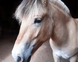 horse Romulus von der Timoburg (Fjord Horse, 2019, from Rudsmo Remi)