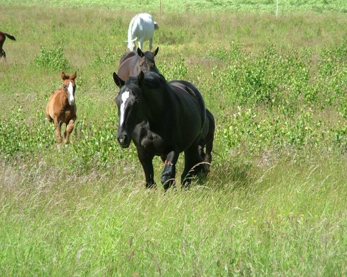broodmare Quinta (Hanoverian,  , from Quasi Roi)