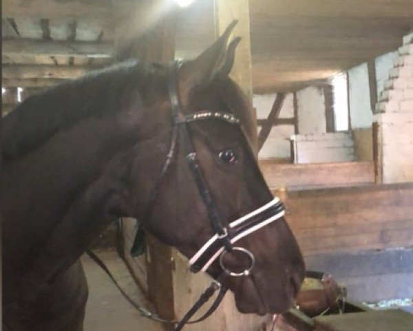 dressage horse Vancouver T (Hanoverian, 2013, from Viscount 22)