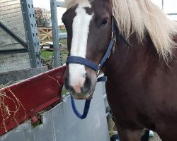 horse Nele (Black Forest Horse, 2011, from Ravel)